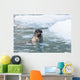 Harbor Seal Swims Wall Mural