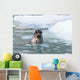 Harbor Seal Swims Wall Mural