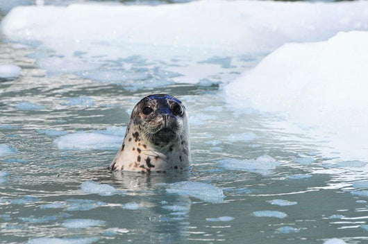 Harbor Seal Swims Wall Mural