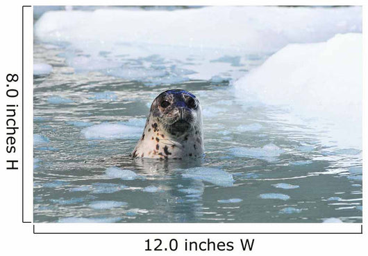 Harbor Seal Swims Wall Mural