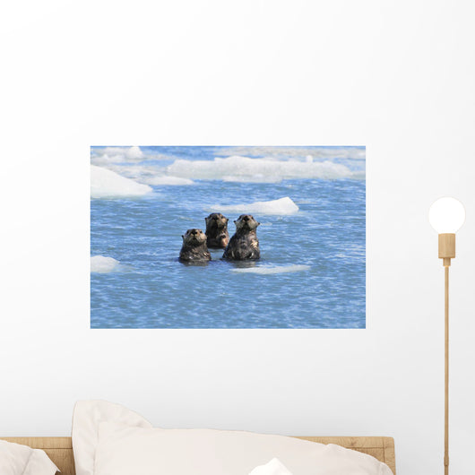Sea Otters Swim In An Ice Floe At Yale Glacier In Prince William Sound Wall Mural