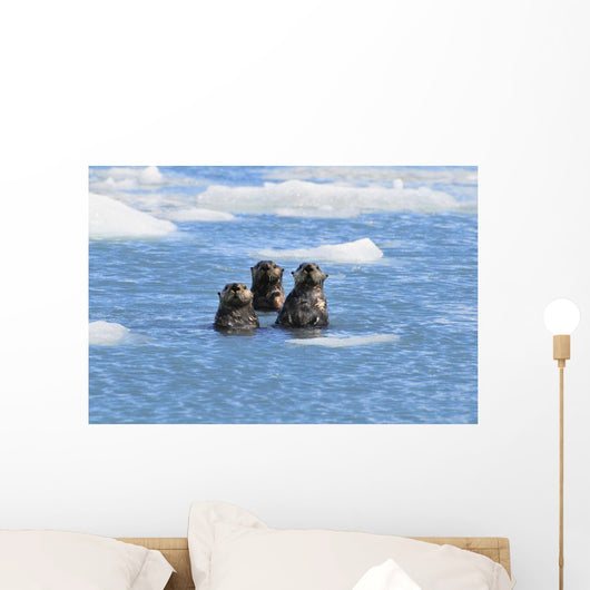 Sea Otters Swim In An Ice Floe At Yale Glacier In Prince William Sound Wall Mural