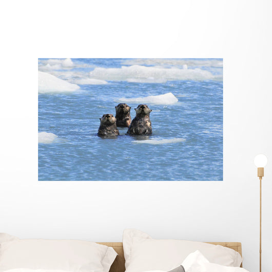 Sea Otters Swim In An Ice Floe At Yale Glacier In Prince William Sound Wall Mural