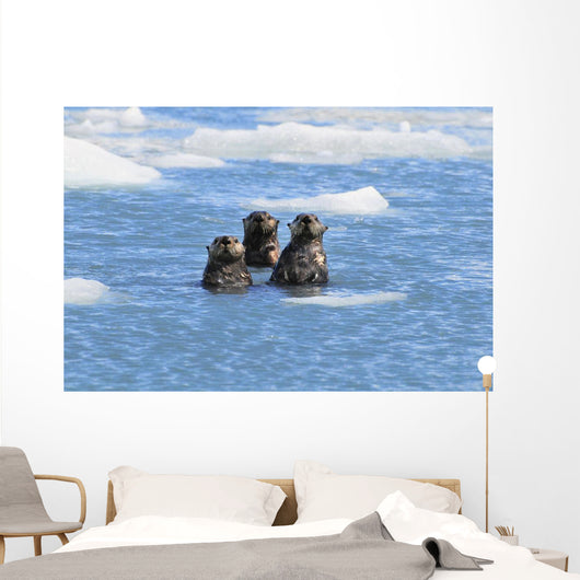 Sea Otters Swim In An Ice Floe At Yale Glacier In Prince William Sound Wall Mural