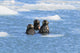 Sea Otters Swim In An Ice Floe At Yale Glacier In Prince William Sound Wall Mural