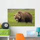 An Alaska Coastal Brown Bear At Mikfik Creek Wall Mural