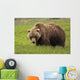 An Alaska Coastal Brown Bear At Mikfik Creek Wall Mural