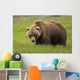 An Alaska Coastal Brown Bear At Mikfik Creek Wall Mural