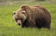 An Alaska Coastal Brown Bear At Mikfik Creek Wall Mural