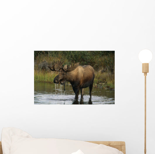 Bull Moose In Pond Near Eielson Visitor Center Ak In Denali Np Summer Wall Mural
