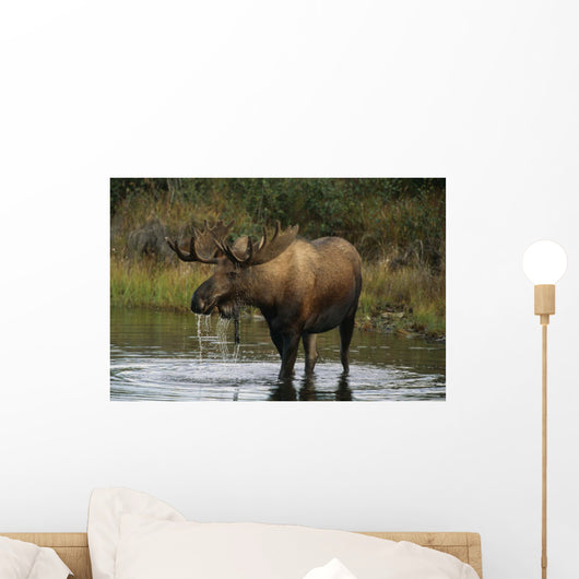 Bull Moose In Pond Near Eielson Visitor Center Ak In Denali Np Summer Wall Mural