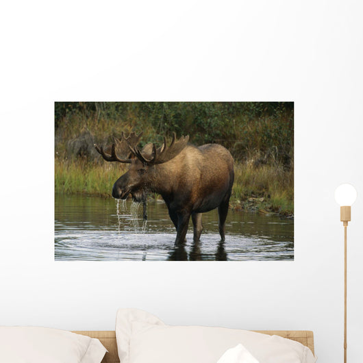 Bull Moose In Pond Near Eielson Visitor Center Ak In Denali Np Summer Wall Mural