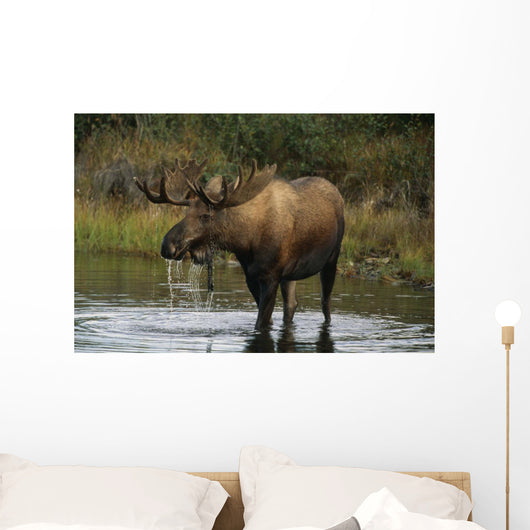 Bull Moose In Pond Near Eielson Visitor Center Ak In Denali Np Summer Wall Mural