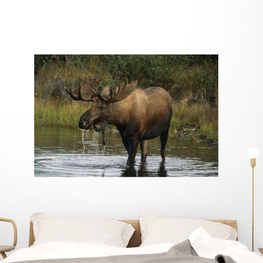 Bull Moose In Pond Near Eielson Visitor Center Ak In Denali Np Summer Wall Mural