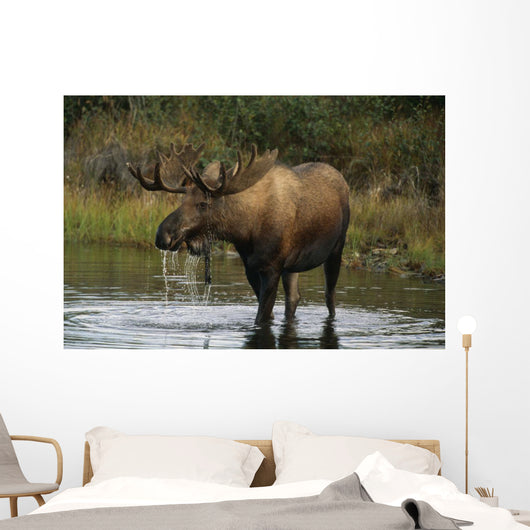 Bull Moose In Pond Near Eielson Visitor Center Ak In Denali Np Summer Wall Mural