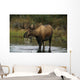 Bull Moose In Pond Near Eielson Visitor Center Ak In Denali Np Summer Wall Mural