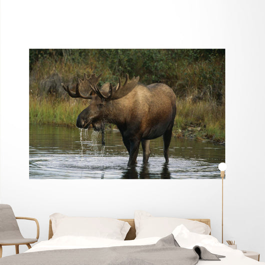 Bull Moose In Pond Near Eielson Visitor Center Ak In Denali Np Summer Wall Mural