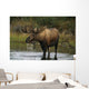 Bull Moose In Pond Near Eielson Visitor Center Ak In Denali Np Summer Wall Mural