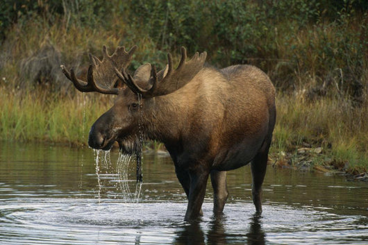 Bull Moose In Pond Near Eielson Visitor Center Ak In Denali Np Summer Wall Mural
