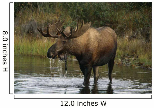 Bull Moose In Pond Near Eielson Visitor Center Ak In Denali Np Summer Wall Mural