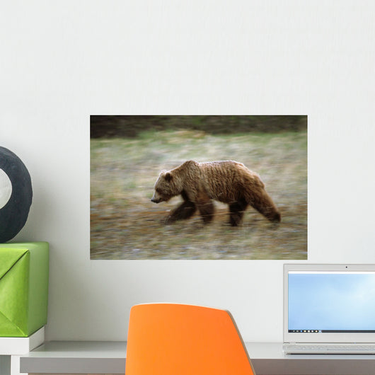 Grizzly Runs Through Meadow Blurred Southeast Alaska Autumn Wall Mural