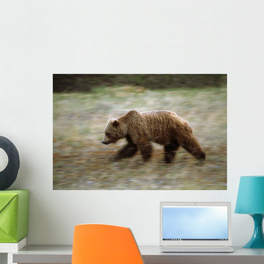 Grizzly Runs Through Meadow Blurred Southeast Alaska Autumn Wall Mural