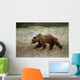 Grizzly Runs Through Meadow Blurred Southeast Alaska Autumn Wall Mural