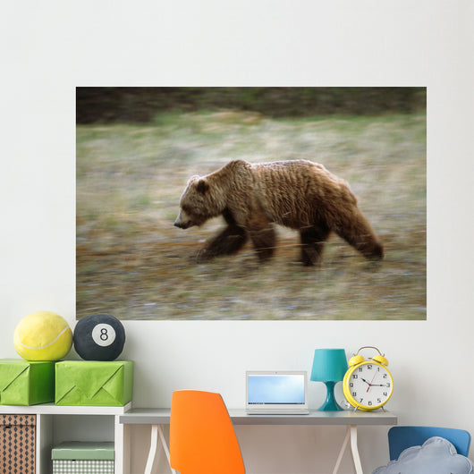 Grizzly Runs Through Meadow Blurred Southeast Alaska Autumn Wall Mural