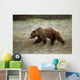 Grizzly Runs Through Meadow Blurred Southeast Alaska Autumn Wall Mural