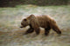 Grizzly Runs Through Meadow Blurred Southeast Alaska Autumn Wall Mural