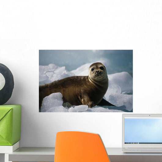 Harbor Seal Pup Wall Mural