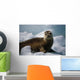 Harbor Seal Pup Wall Mural