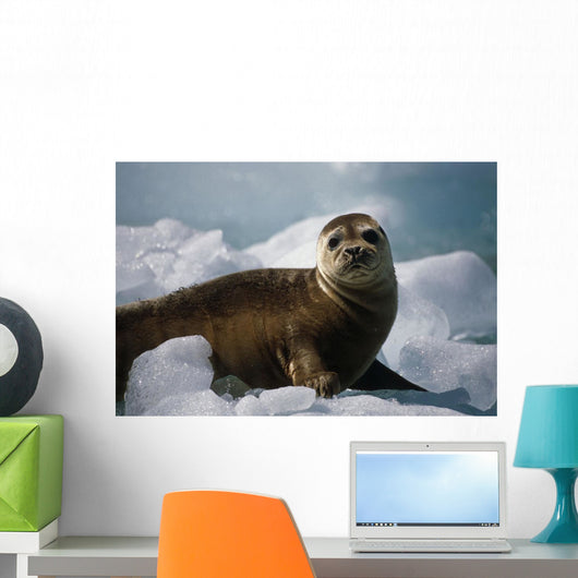 Harbor Seal Pup Wall Mural
