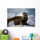 Harbor Seal Pup Wall Mural