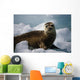 Harbor Seal Pup Wall Mural