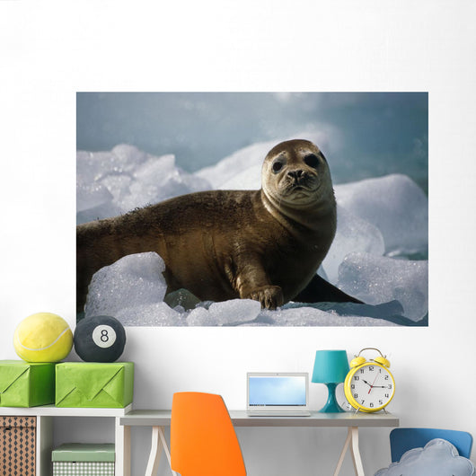Harbor Seal Pup Wall Mural