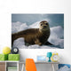 Harbor Seal Pup Wall Mural