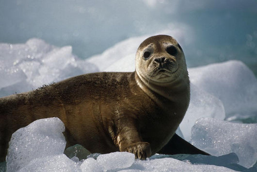 Harbor Seal Pup Wall Mural