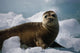 Harbor Seal Pup Wall Mural