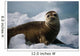 Harbor Seal Pup Wall Mural