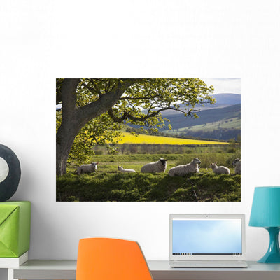 Sheep Laying Grass under Wall Mural shown on a wall