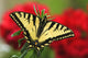 Close Up Of A Canadian Tiger Swallowtail Butterfly Wall Mural