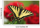 Close Up Of A Canadian Tiger Swallowtail Butterfly Wall Mural
