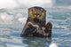 A Sea Otter Swimming Amongst Sea Ice In Harriman Fjord Wall Mural