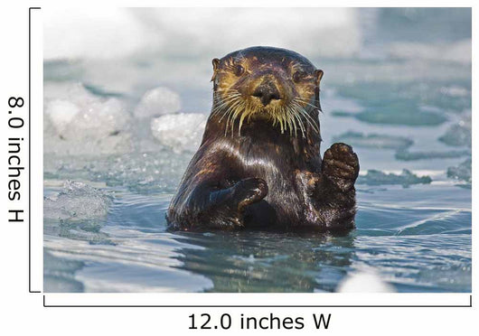 A Sea Otter Swimming Amongst Sea Ice In Harriman Fjord Wall Mural