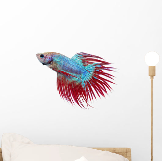 Betta fish. Siamese figthing fish Wall Decal