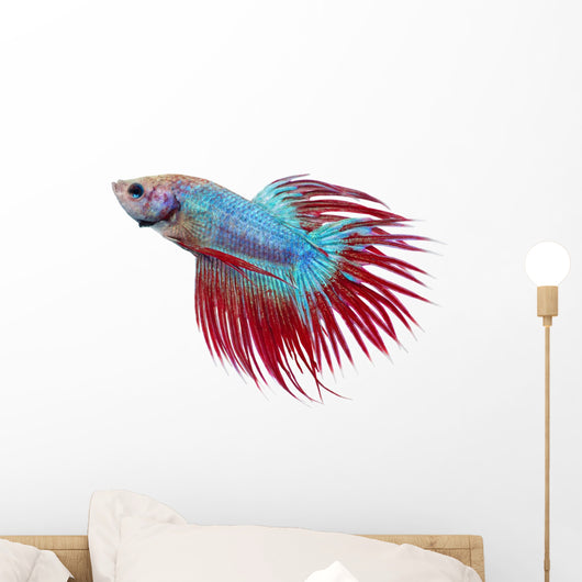 Betta fish. Siamese figthing fish Wall Decal