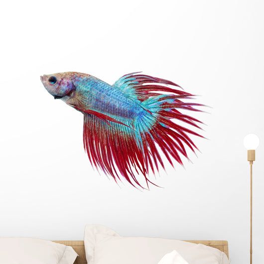 Betta fish. Siamese figthing fish Wall Decal