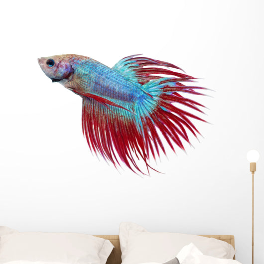 Betta fish. Siamese figthing fish Wall Decal