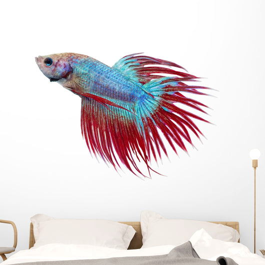 Betta fish. Siamese figthing fish Wall Decal